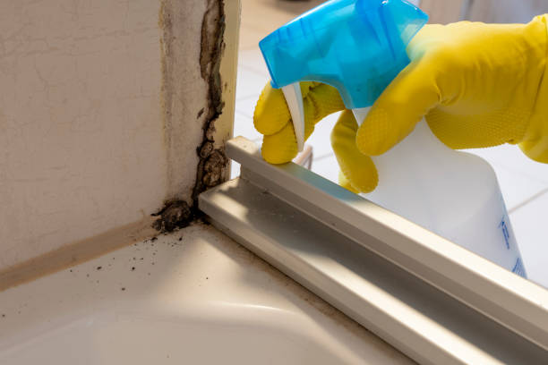 Best Mold Removal Process  in Ainaloa, HI