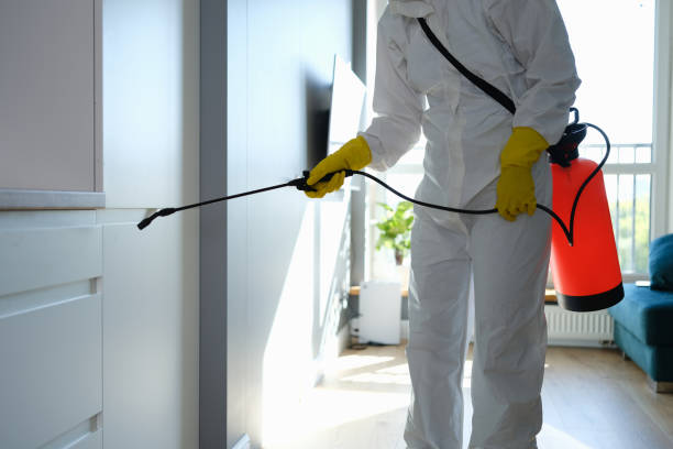 Best Same-Day Mold Removal  in Ainaloa, HI