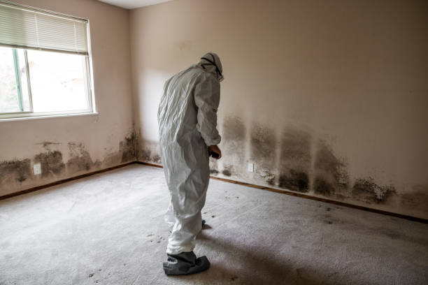 Mold Removal and Inspection in Ainaloa, HI
