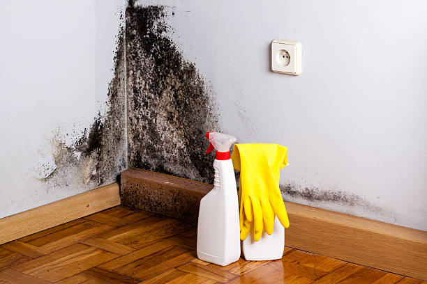 Professional Mold Removal in Ainaloa, HI