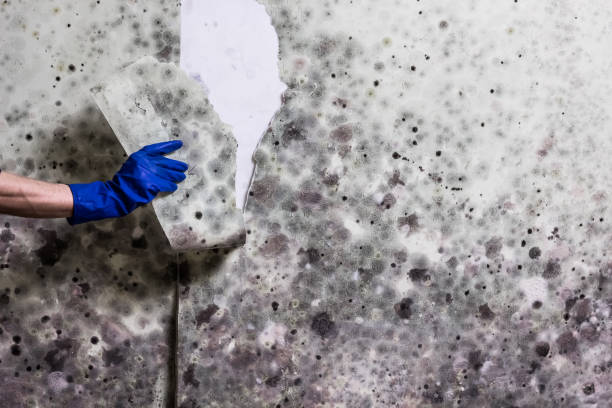 Best Certified Mold Removal  in Ainaloa, HI